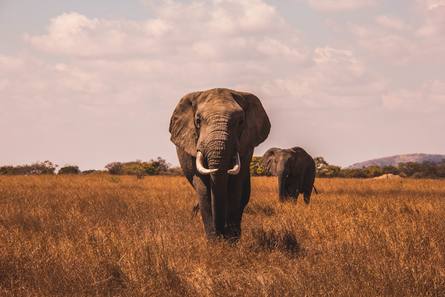 Experience the Ultimate African Adventure at Amakhala Safari Lodge &ndash; Amakhala Game Reserve