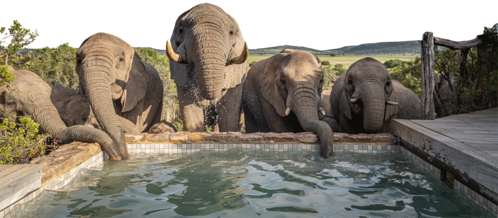 "HillsNek Safari Camp: Amakhala’s Most Intimate Luxury Safari Experience" &ndash; Amakhala Game Reserve