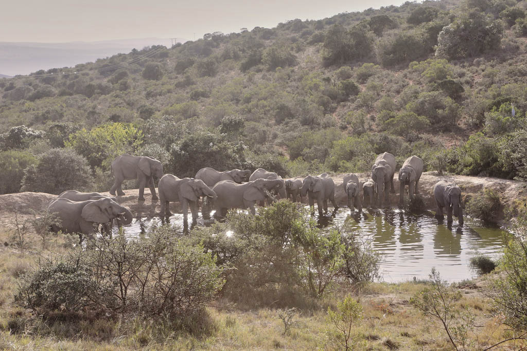 HillsNek Safari Camp: Experience Safari in Style and Comfort – Amakhala Game Reserve