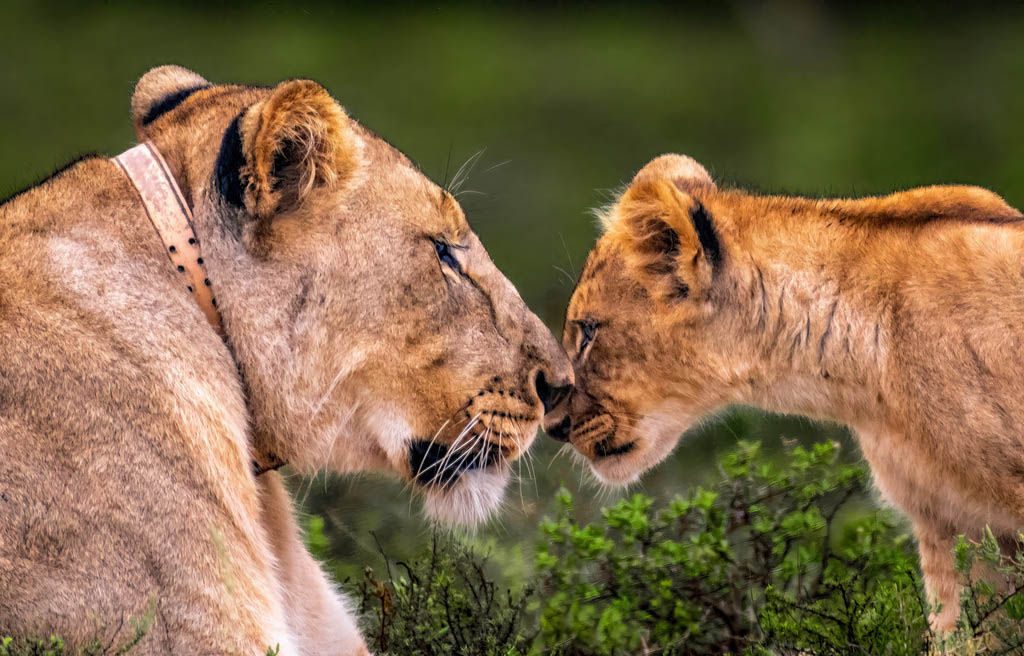 "Leeuwenbosch Country House: A Unique Luxury Safari Experience in Amakhala" &ndash; Amakhala Game Reserve