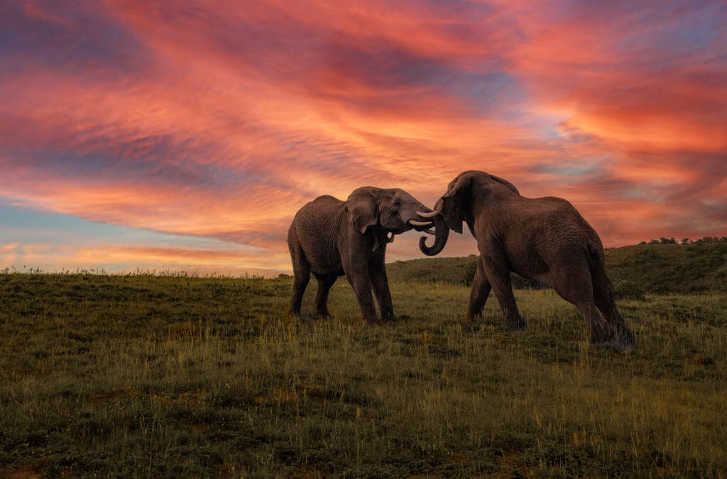 “Amakhala Game Reserve: Your Ultimate Guide to Luxury Safari Lodges”