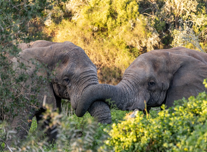 Luxury Meets Wildlife at Bukela Game Lodge in Amakhala Game Reserve – Amakhala Game Reserve
