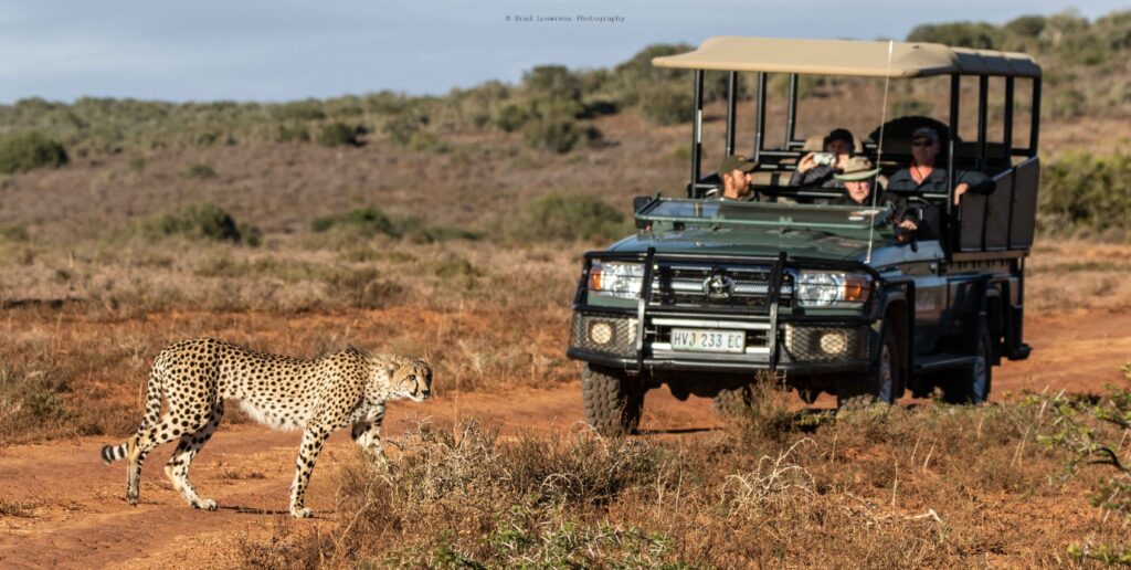 "Woodbury Lodge: Experience the Best of Amakhala Game Reserve in Style" &ndash; Amakhala Game Reserve