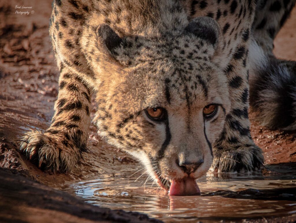 The Magic of Woodbury Lodge: Amakhala’s Best Kept Secret – Amakhala Game Reserve