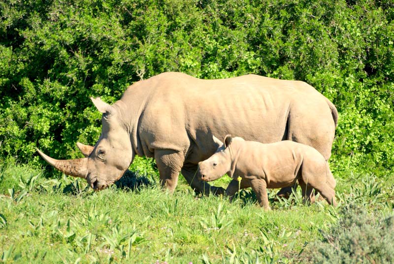 "Discover the Charm of Amakhala Safari Lodge: Luxury in the Heart of the Wild" – Amakhala Game Reserve