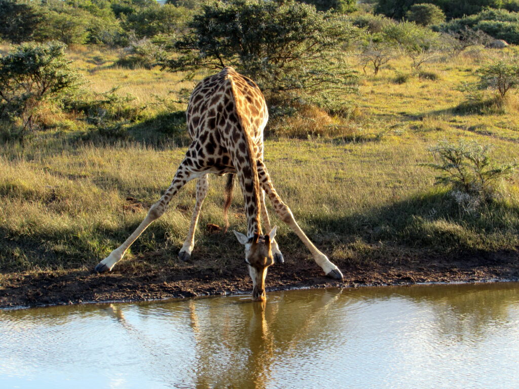 Luxury Under the Stars: Woodbury Tented Camp in Amakhala Game Reserve – Amakhala Game Reserve