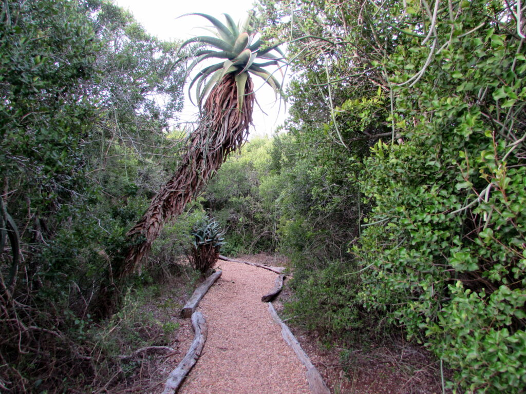 "Leeuwenbosch Country House: A Unique Luxury Safari Experience in Amakhala" &ndash; Amakhala Game Reserve