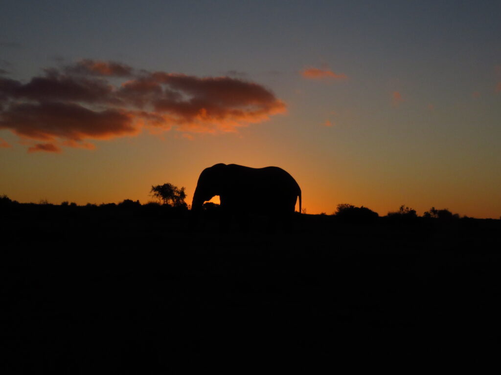 "Woodbury Tented Camp: Your Gateway to Luxury Safari Camping at Amakhala" &ndash; Amakhala Game Reserve