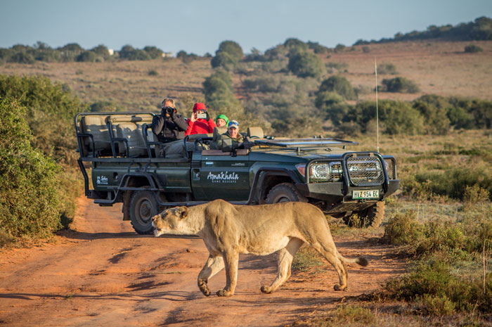 "The Ultimate Safari Escape: HillsNek Safari Camp at Amakhala Game Reserve" &ndash; Amakhala Game Reserve