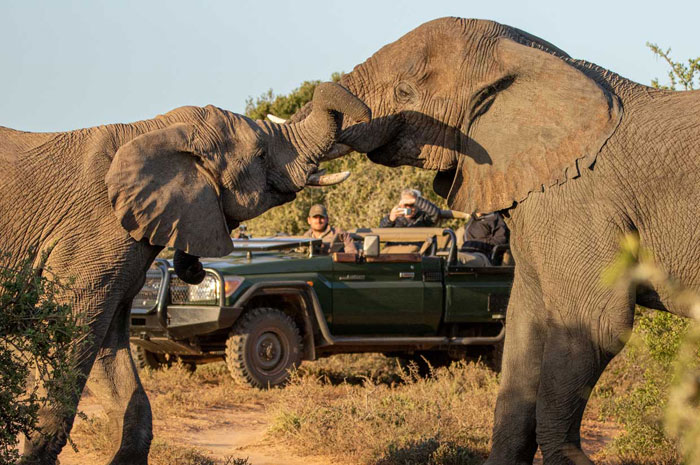 "The Ultimate Safari Escape: HillsNek Safari Camp at Amakhala Game Reserve" &ndash; Amakhala Game Reserve