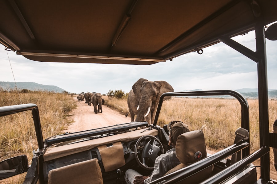 "Explore HillsNek Safari Camp: A Hidden Gem in Amakhala Game Reserve" – Amakhala Game Reserve