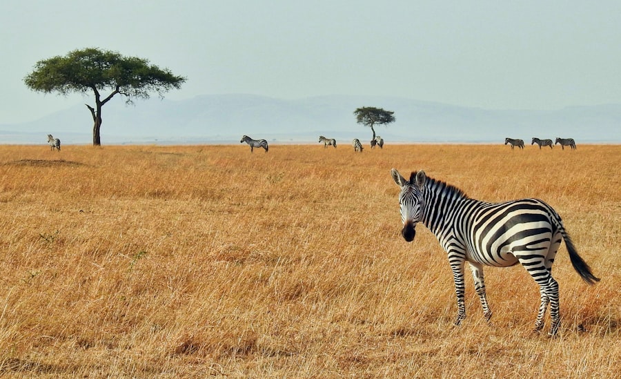 "Amakhala Game Reserve: A Comprehensive Guide to Luxury Safari Lodges" &ndash; Amakhala Game Reserve