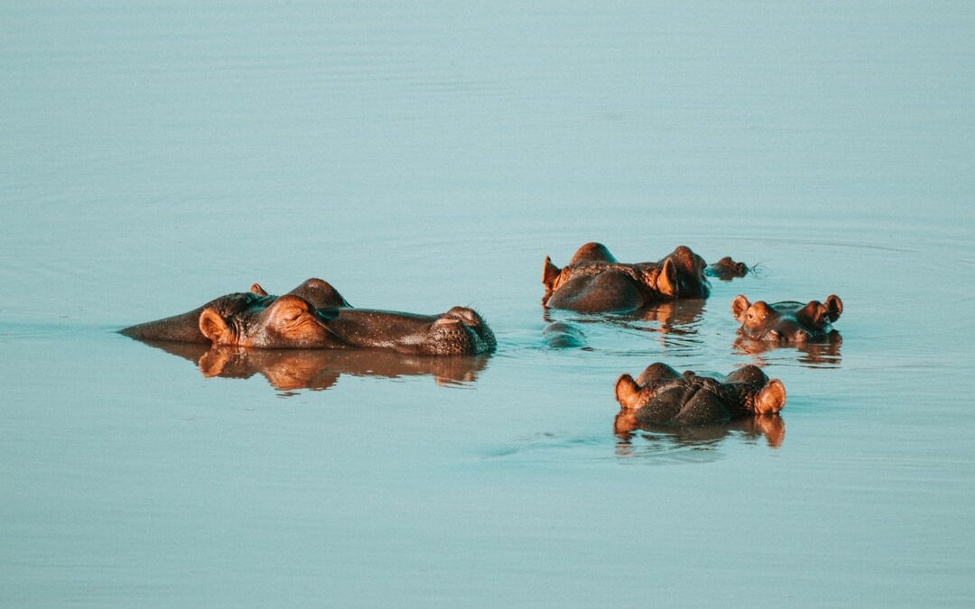 “Amakhala Game Reserve: A Comprehensive Guide to Luxury Safari Lodges”