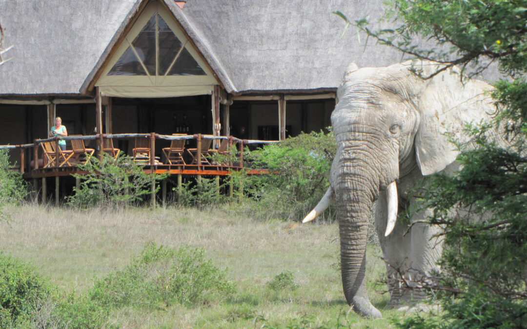 “Top Reasons to Stay at Amakhala Bush Lodge for Your Next Safari Adventure”