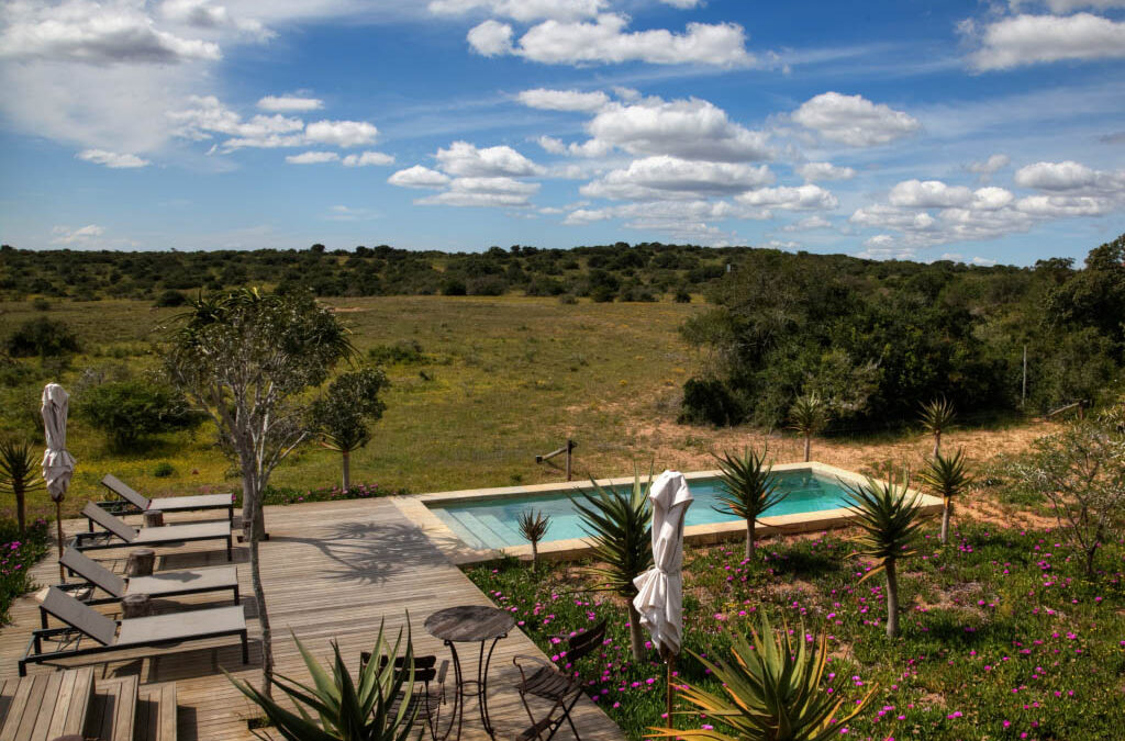 “Discover Ultimate Luxury at Amakhala Bush Lodge: A South African Safari Dream”